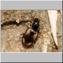 Bembidion sp - Laufkaefer 01c 4mm.jpg